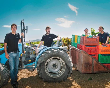 Italian winermakers in an Italian vineyard with a tractor and crates of freshly harvested grape bunches.