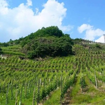 a beautiful view of the Folini Vineyard