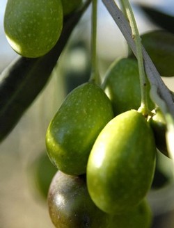 Olives on the branch at Frantoio Franci