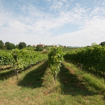 A view through the La Ceriola vineyard