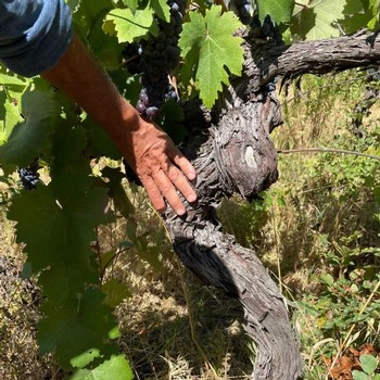 Alessandro showing off the ancient vines