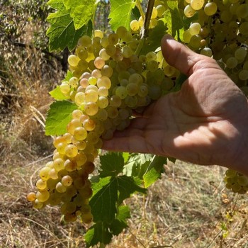 grapes at the peak of ripeness in the vineyard