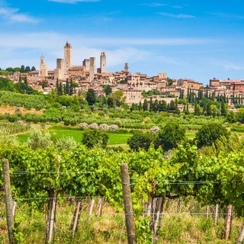 Vineyards at Vernaccia Tofanari Orsini overlooking the beautiful town
