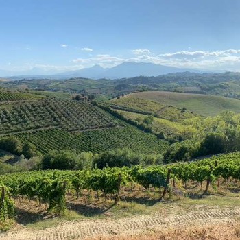 arial view of Ciu Ciu vineyards wiht beautiful mountains in background
