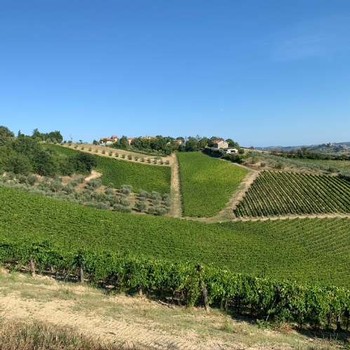 beautiful vineyards at Ciu Ciu