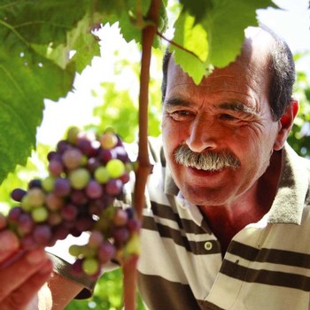 checking on the grapes in the vineyard