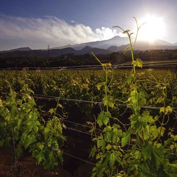 Produttori Etna Nord Vineyards with mountains and sun in background
