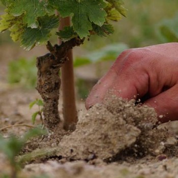 closeup image of the soil at Fattoria Nanni