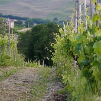 View through the vineyard at Fattoria Nanni