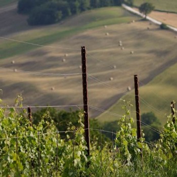 Closeup image of the vineyard