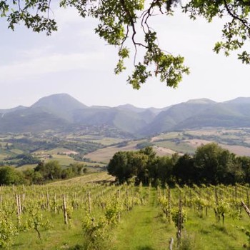 View of the beautiful vineyards at Fattoria Nanni