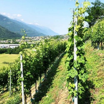 View of the village from the Folini Vineyard