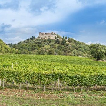 a beautiful greenery surrounding the Jacopo Bioni Santi estate