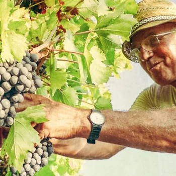 picking grapes at Molini di Rovescala