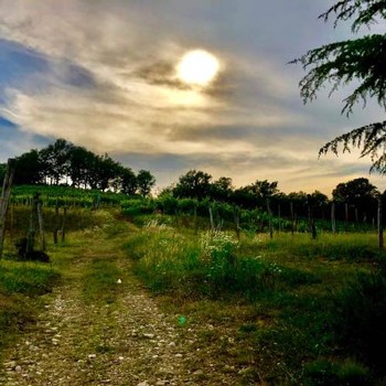 Sunset over Spolert Vineyards