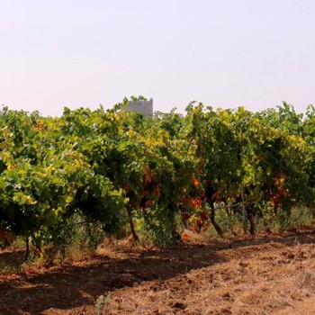 vineyards at dusk 