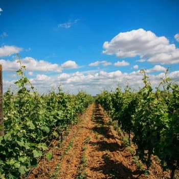 beautiful blue sky over Tenuta Potenti Vineyard