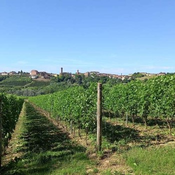 looking down the rows at the vineyards at Tommaso Bosco winery