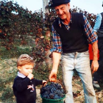 A 3-year old boy eating grapes from a bucket being held bo an older man in the vineyards at harvest