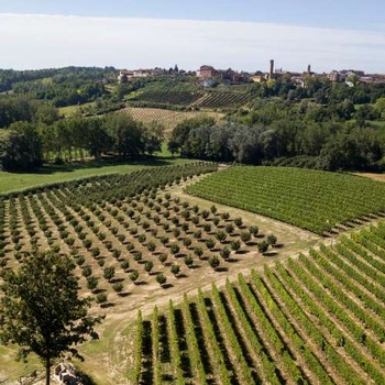 Overlooking the hazelnut groves and the vineyards at Bosco