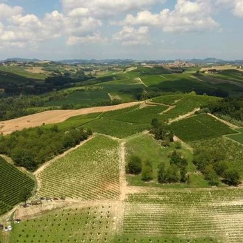 an aerial view of the vineyard blocks at Bosco Winery in Castagnole Monferrato