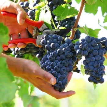 Someone cutting free a bunch of grapes from the vine at Colli di Castelfranci in Campania, Italy