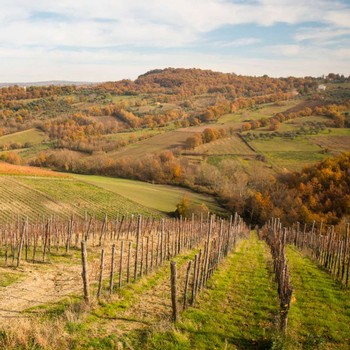 A view across a winter vineyard showing bare vines and yellowing trees in the valley below at Colli di Castelfranci in Campania, Italy