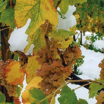 a bunch of grapes on the vine with snow clinging to the grapes and the vine at Colli di Castelfranci in Campania, Italy