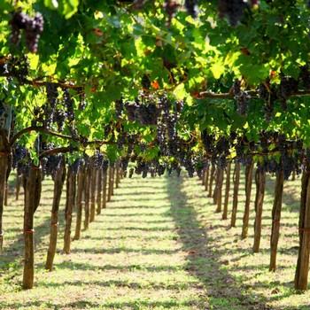 A view down a vineyard row where the canopy of vines covers the path with bunches of grapes hanging down.