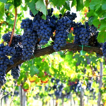 Tightly packed bunches of grapes ready for harvest at at Colli di Castelfranci in Campania, Italy