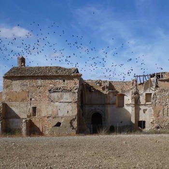 flock of birds flying around Cien y Pico