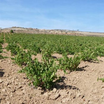 image of the Cien y Pico vineyard