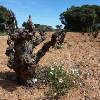 Ancient vineyards of Cien y Pico