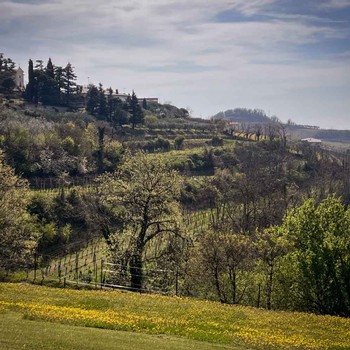 A look across the vineyards on the hillside at Coffele Viticoltori
