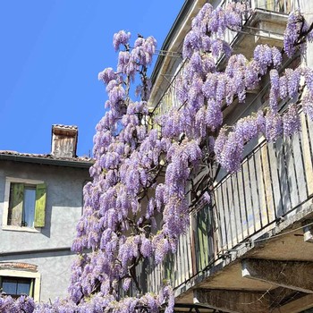Wisteria vines in full bloom growing across a wall at Coffele Viticoltori