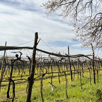 A look through the dormant vines in the winter at Coffele Viticoltori