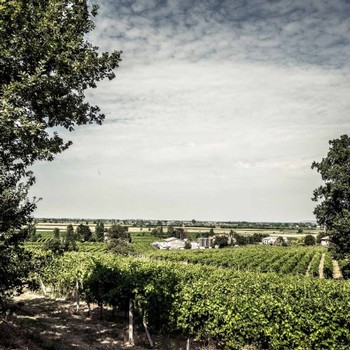 a view from the vineyard at La Ceriola