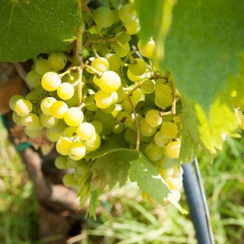 grapes growing in the vineyard