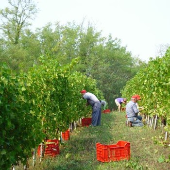 VIneyard workers harvesting grapes from La Tosa