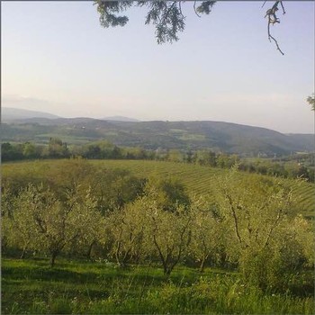 Macchion dei Lupi Winery in Sardegna