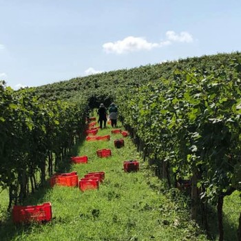 vineyard workers harvesting grapes at Ricossa vineyards
