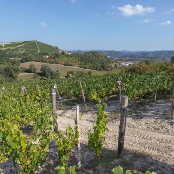 gorgeous view from the Ricossa Vineyard
