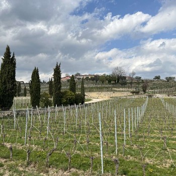 The dormant vineyards at Rubinelli Vajol winery in Valpolicella