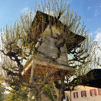 A tree house built around a two-story grapevine