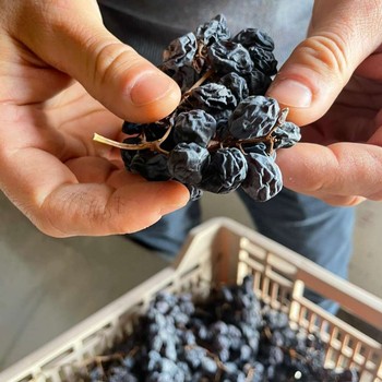 a bunch of dehydrated grapes