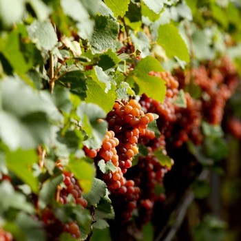 Gewuerztraminer grapes at Weger in Trentino Alto Adige