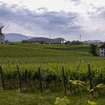 Vineyards at Weger in Trentino Alto Adige