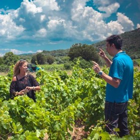 In Cantina Giba vineyard, Andres tells the history of the vineyard